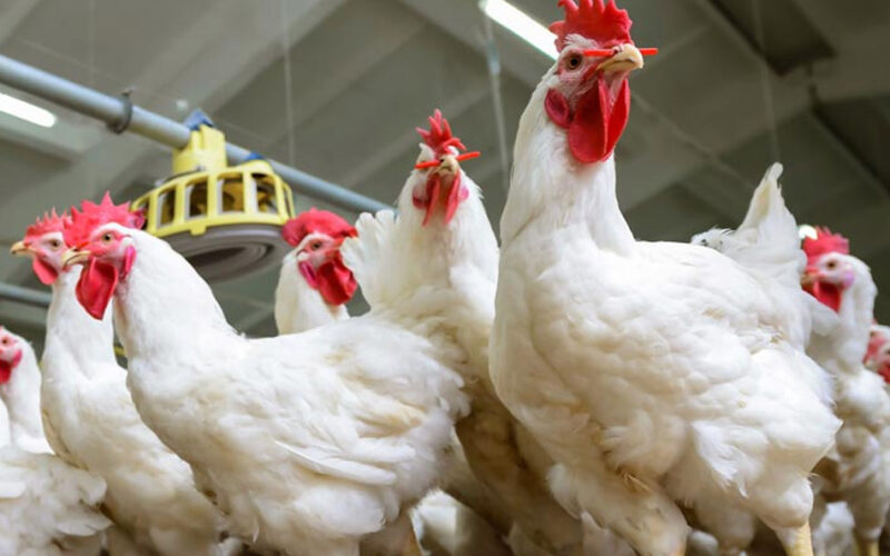 أسعار الدواجن والبيض في مصر اليوم الأحد