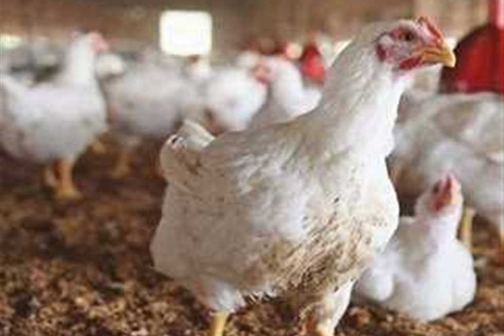 أسعار الدواجن والبيض في مصر اليوم الجمعة