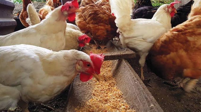 أسعار الدواجن والبيض في مصر اليوم الإثنين