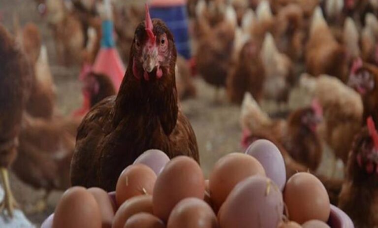 الدواجن والبيض