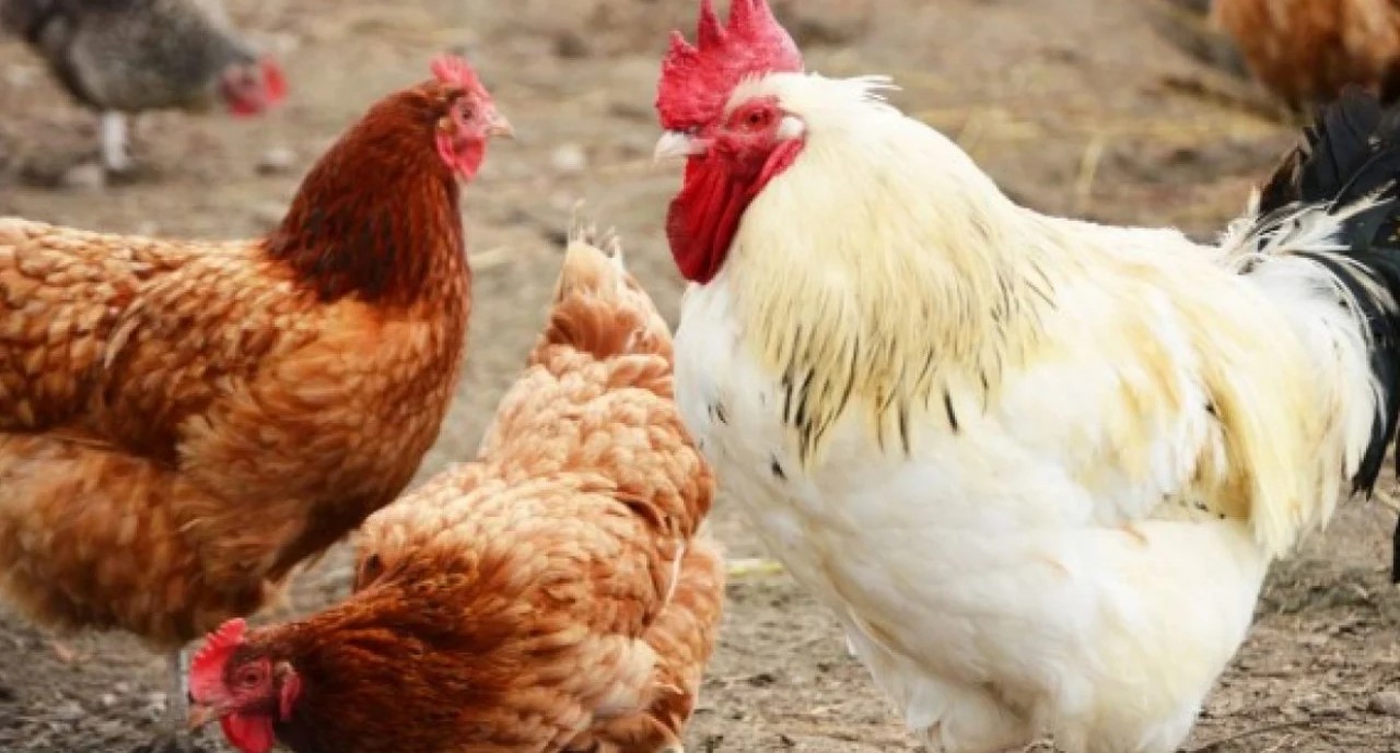 أسعار الدواجن والبيض في مصر اليوم الثلاثاء