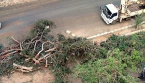 جديد القضية اتهام نيابي للحكومة بالعداء للون الأخضر.. قطع الأشجار من المسؤول وأين الحقيقة؟
