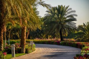 ضمن مبادرة اتحضر للأخضر.. زراعة 1200 شجرة بالسادات