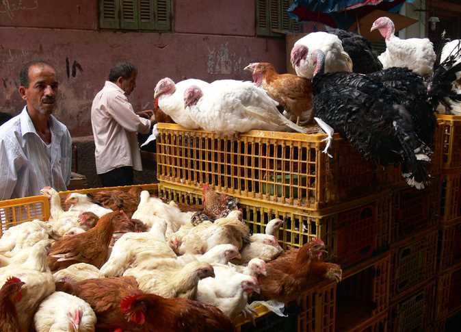 الدواجن والبيض