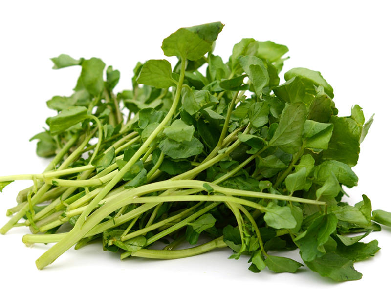 الجرجير كلمة السر للوقاية من مرض السرطان