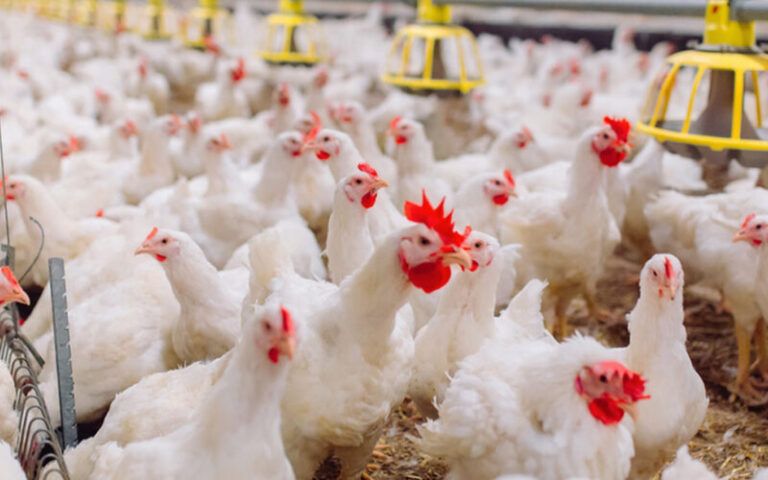 الدواجن والبيض