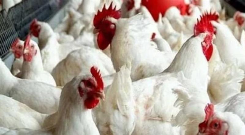 أسعار الدواجن والبيض في مصر اليوم الإثنين