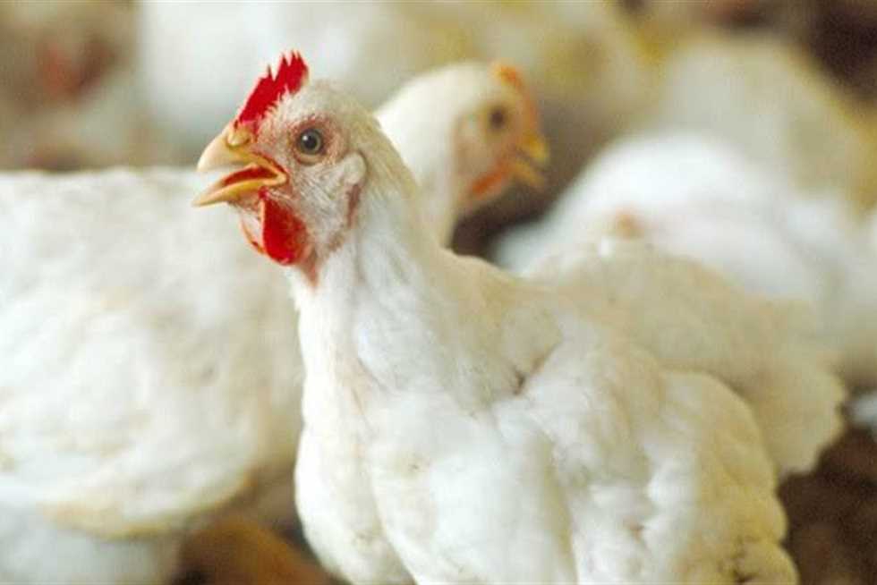 أسعار الدواجن والبيض في مصر اليوم الأحد