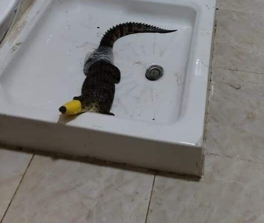 تمساح قرية أبو صير