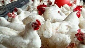 أسعار الدواجن في مصر اليوم الخميس