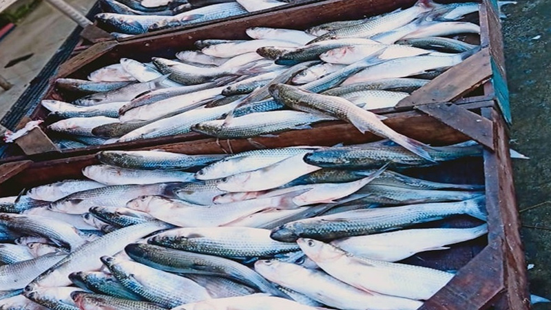 أسعار الأسماك والجمبري في سوق العبور اليوم الأحد