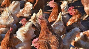 أسعار الدواجن والبيض في مصر اليوم الأحد