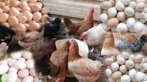أسعار الدواجن والبيض في مصر السبت