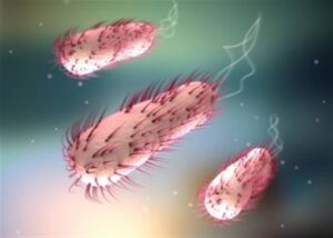 أعراضها وطرق انتقالها..كل ما تريد معرفته عن بكتريا “الإيكولاي” بعد إصابة حالات بها في أسوان