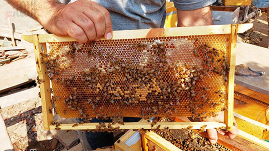 برنامج المنح الصغيرة يستكمل المرحلة السابعة بتمويل 9 مشروعات جديدة