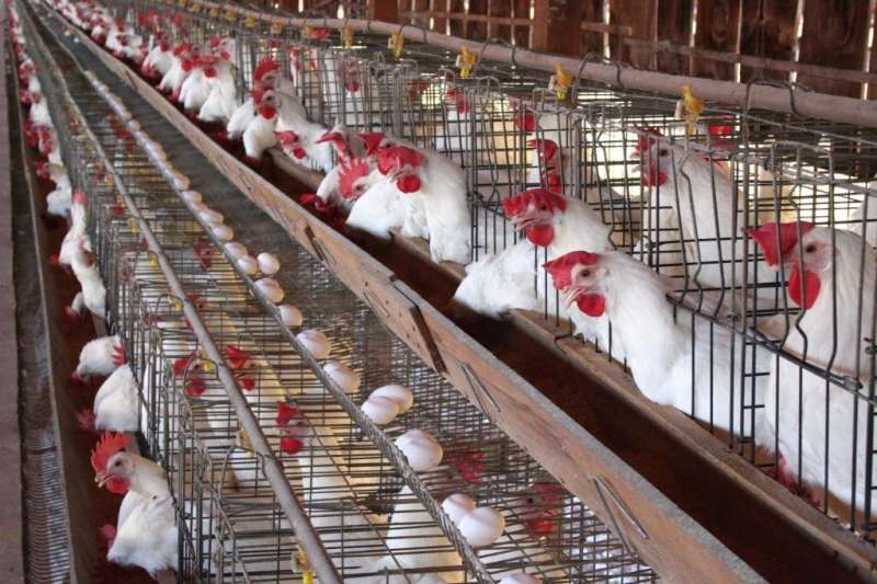 ارتفاع جديد في أسعار الدواجن والبيض اليوم الخميس