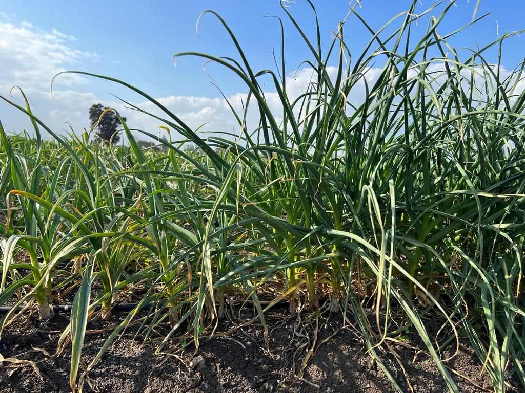 أكاديمية البحث العلمي تحقق إنجازاً كبيراً بمجال الزراعة