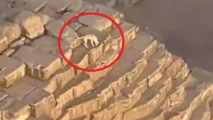 حكاية “كلب الهرم” من الصعود المدهش حتى الهبوط الغامض.. ورواد مواقع التواصل يصفون اختفائه من فوق قمة “خوفو” بـ”سر فرعوني”