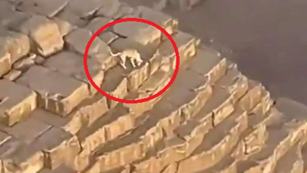 حكاية “كلب الهرم” من الصعود المدهش حتى الهبوط الغامض.. ورواد مواقع التواصل يصفون اختفائه من فوق قمة “خوفو” بـ”سر فرعوني”