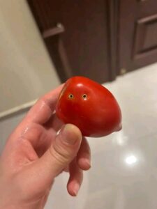 “ثقوب عضة الثعبان”.. قصة الطماطم المسمومة التي أرعبت المصريين