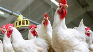 أسعار  الدواجن واللحوم بالسوق المحلي اليوم