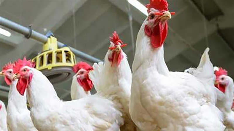 أسعار  الدواجن واللحوم بالسوق المحلي اليوم