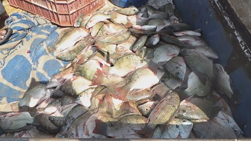أسعار الأسماك اليوم بالسوق المحلي