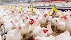 أسعار الدواجن والبيض في مصر اليوم الأربعاء