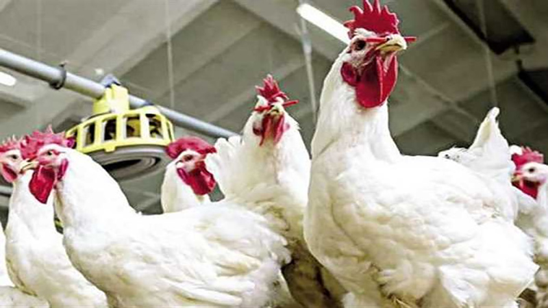 انخفاض أسعار الدواجن واستقرار اللحوم بالسوق المحلي اليوم