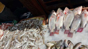 أسعار الاسماك اليوم بالسوق المحلي
