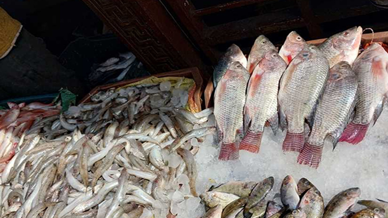 أسعار الاسماك اليوم بالسوق المحلي