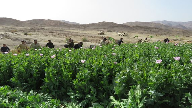 زراعوا أفدنة “بانجو”..  والنيابة تأمر بحرق المزروعات وحبس المتهمين ٤ أيام