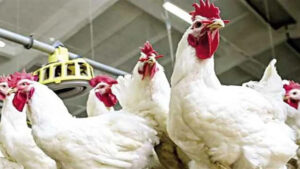 أسعار اللحوم والدواجن بالسوق المحلي اليوم