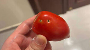 الطماطم و”عضة الثعبان” أحدث صيحات الشائعات في مصر.. وخبراء : تخويف للناس وإضرار بسمعة محاصيلنا