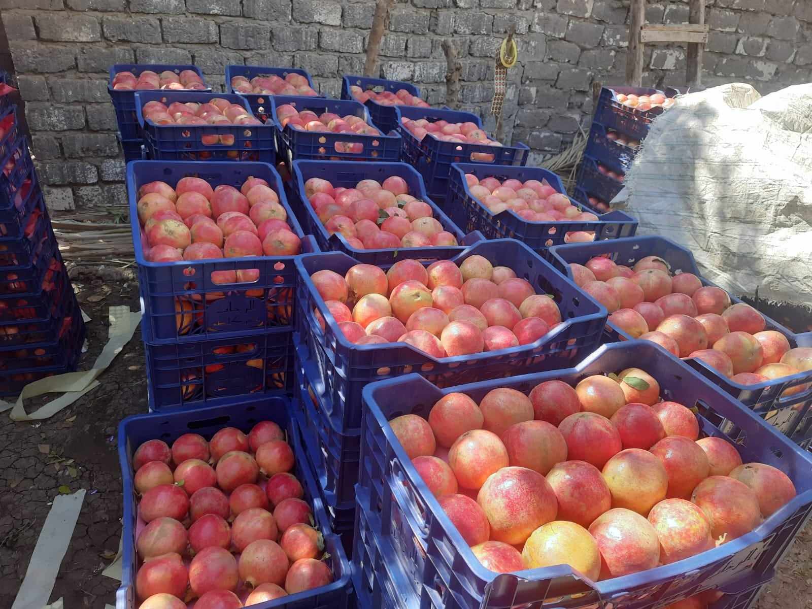 “الذهب الأحمر” يتصدر قائمة التصدير بأسيوط