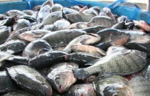 أسعار الأسماك والجمبري بالأسواق المصرية اليوم