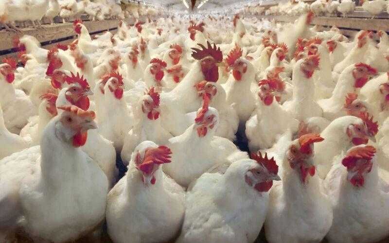 أسعار الدواجن والبيض في مصر اليوم الجمعة