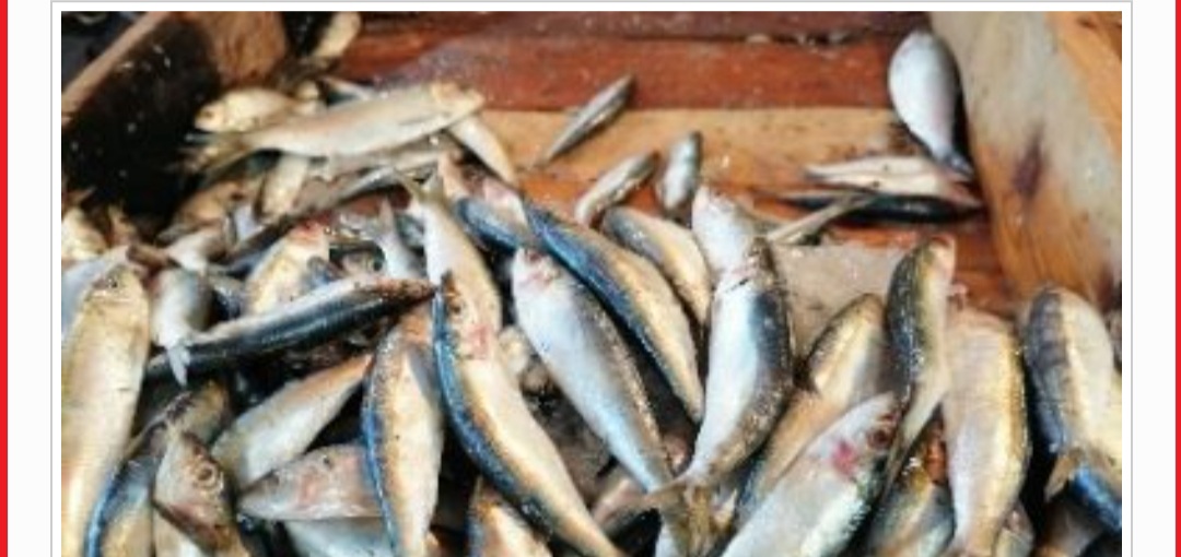 اسعار الاسماك اليوم بالسوق المصرى