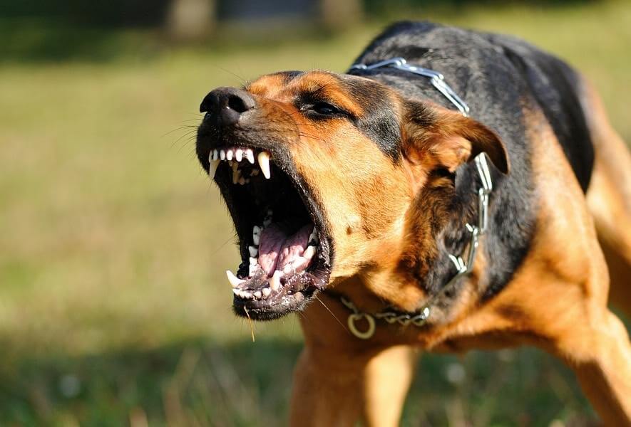 بالأسماء .. كلب مفترس يعقر تسعة أشخاص بينهم ثمانية أطفال بأسيوط