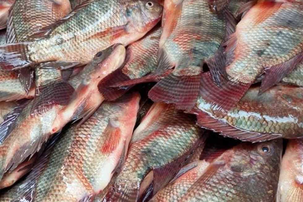 استقرار أسعار السمك والمأكولات البحرية اليوم بالأسواق