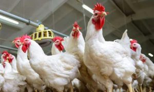 ارتفاع اسعار الدواجن..  واستقرار البيض واللحوم في الأسواق اليوم