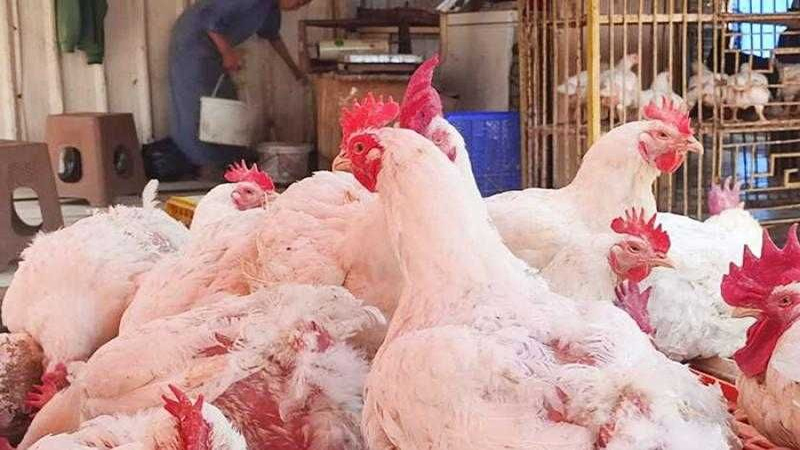 تراجع سعر كرتونة البيض في الاسواق.. واستقرار الدواجن واللحوم