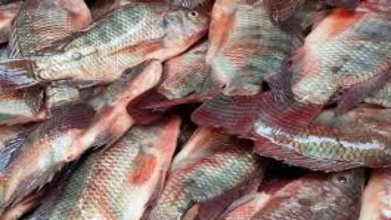 أسعار السمك والمأكولات البحرية اليوم بالأسواق