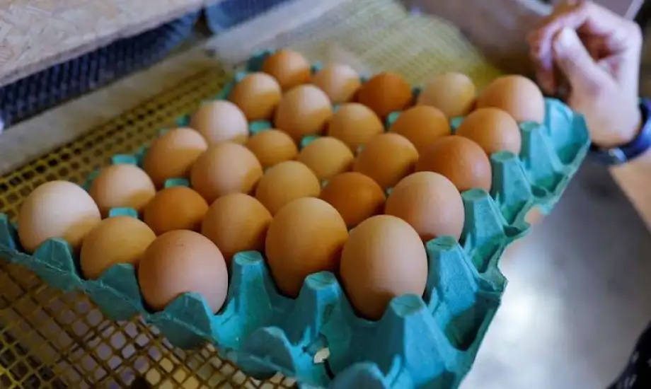 أسعار كارتونة البيض والدواجن واللحوم اليوم الأحد