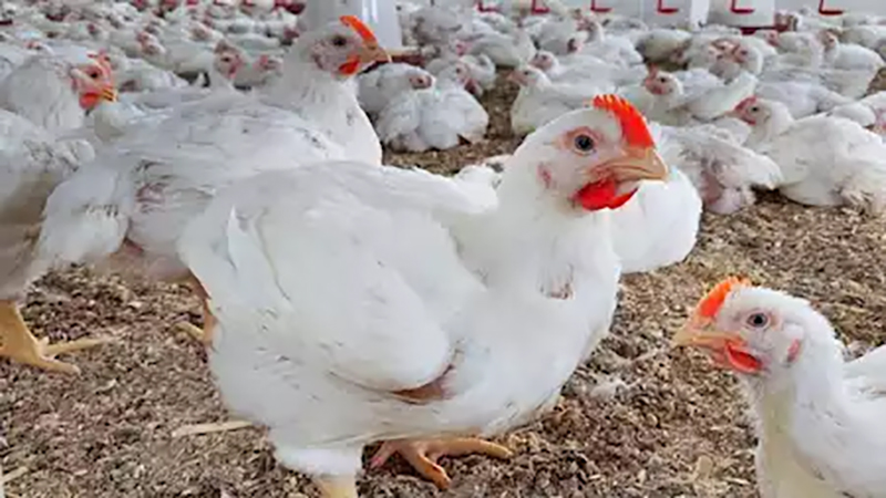 أسعار الدواجن واللحوم و البيض في الأسواق اليوم