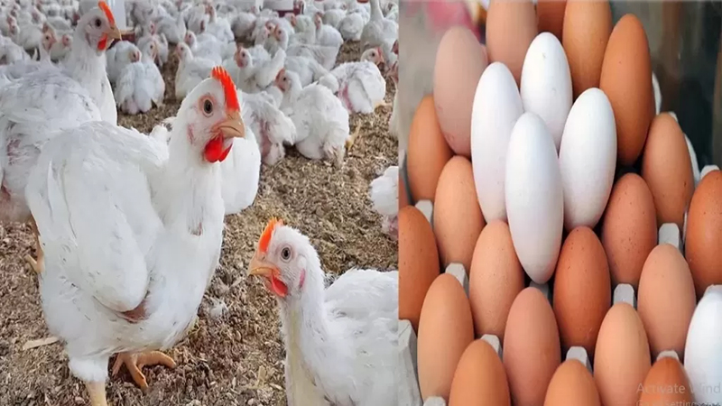 ارتفاع أسعار الدواجن والبيض .. واستقرار اللحوم في الأسواق