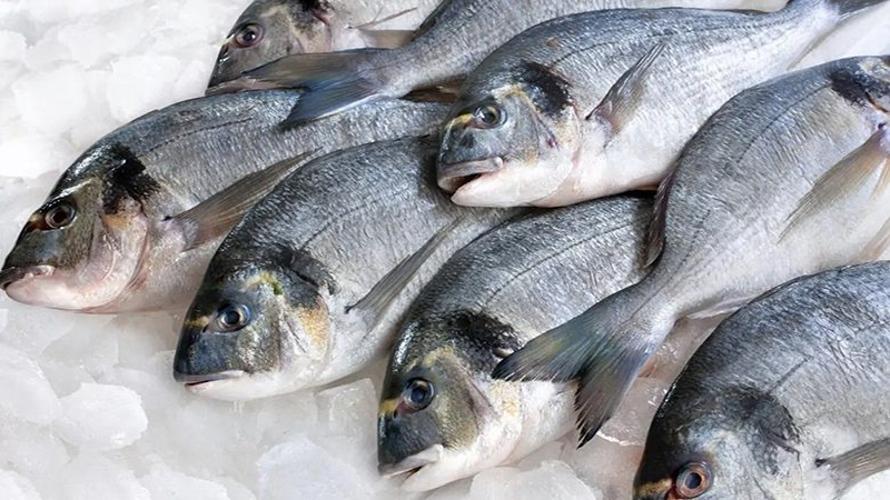 تباين  أسعار الأسماك اليوم بالسوق المحلي