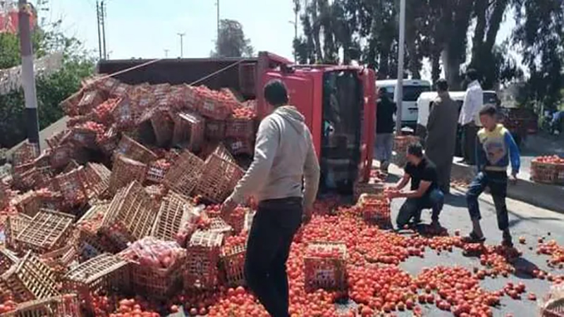 الطريق الصحراوي يتحول إلى سوق خضار بعد انقلاب سيارة طماطم