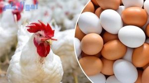 بعد بيان وزارة الزراعة.. استقرار أسعار الدواجن والبيض واللحوم اليوم بالأسواق