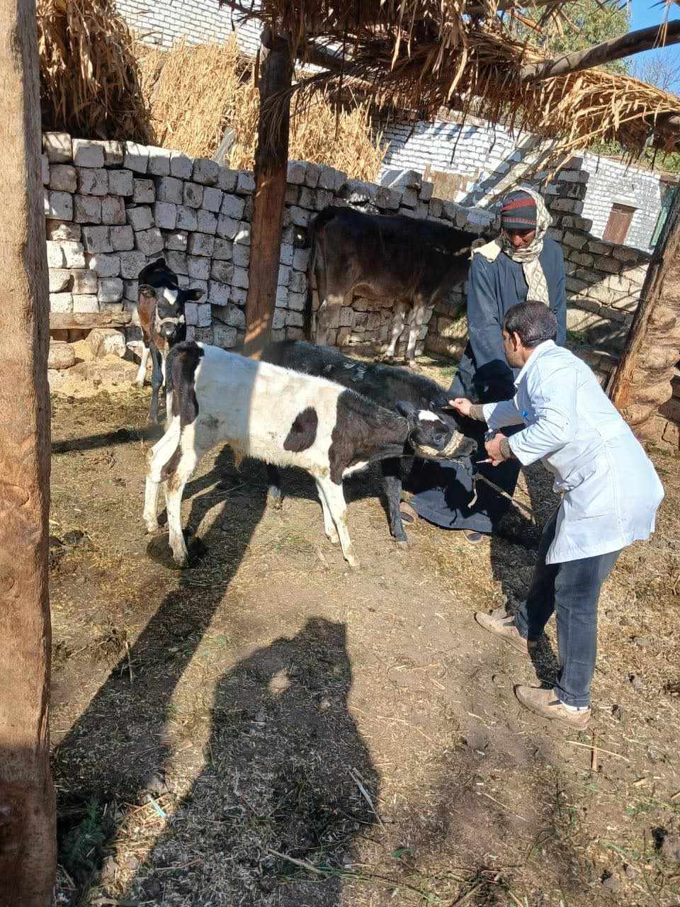 المنيا..تحصين أكثر من 84 ألف رأس ماشية ضد الحمي القلاعية والوادي المتصدع